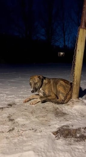 Our team received a tip about Mike from a worried neighbor after he was left out all throughout this recent storm. He was found in State College, PA. When our team arrived he was cold, hungry, and scared. We promptly intervened and got him to a nearby shelter the next morning. Mike is doing well now and is the happiest puppy in the world. #shelter #rescue #dog #animals #rescuenotignore
