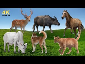 Wild Animal Sounds: Cervus nippon, Water Buffalo, Horse, Cow, Dog, Cat... | Amazing Animal Moments