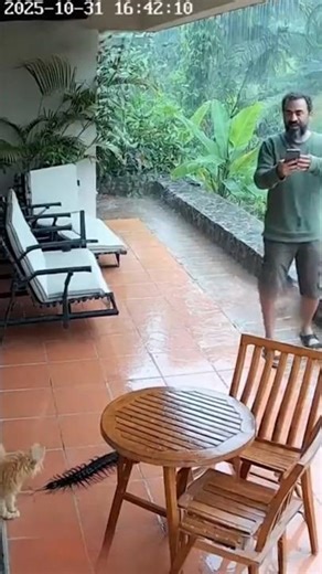 Giant Centipede Under Patio Chair - Cat's Chirp Alert During Rain