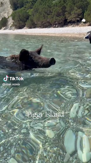Swimming with Pigs in Kefalonia, Greece