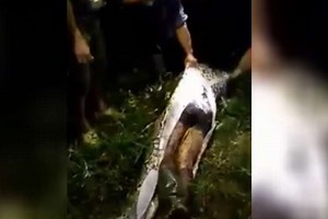 VIDEO: Horrified search party slices open belly of giant python to find body of missing Indonesian man inside | Coconuts