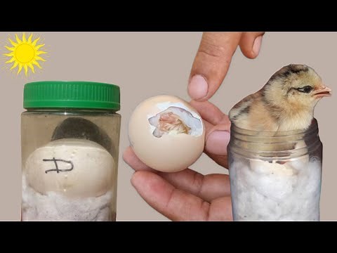 Incubating Eggs 🥚 at Home Without an Incubator - Helping a Chick Hatch with Sunlight ☀️