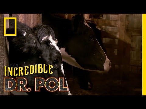Doc Emily, the Newbie | The Incredible Dr. Pol
