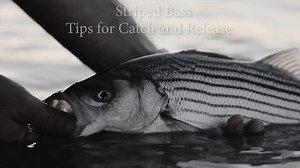 5.2K views · 102 reactions | Striper Catch and Release Tips •You can...