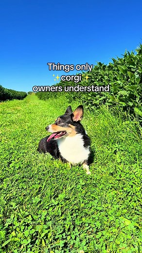 Corgi Owners' Unique Experiences and Insights