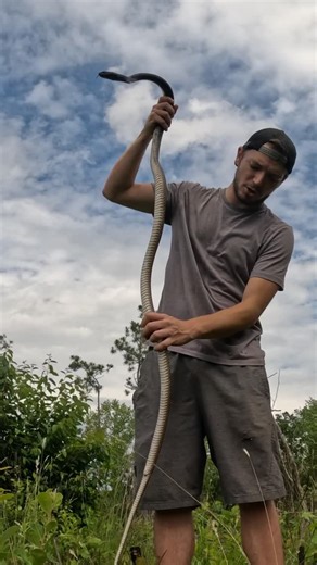 NKFherping on Instagram: "Flipping a massive Eastern Coachwhip (Masticophis flagellum flagellum) under tin in the Georgia Piedmont! These long but skinny diurnal snakes are extremely localized and often very difficult to detect in the Piedmont region of the state, where the open habitats they require are much less common than in the Coastal Plain. This is easily one of the largest Coachwhips I have ever found and at a new spot and county for me too!"