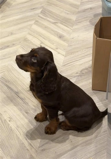 Puppy Training Success: Tig Learns to Sit for His Bowl