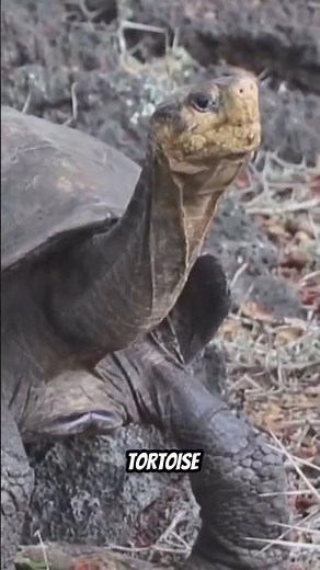 Declared Extinct… Then Found Alive