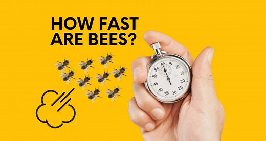 How Fast Can Bees Fly? Speeds Of Varying Types of Bees