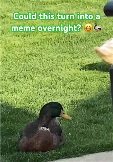 HAHAhaha🤣🦆#Ducks #Meme #Viral #FYP #Funny | Ducks