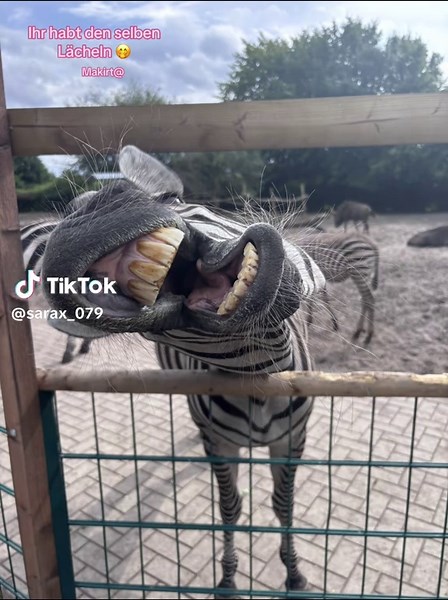Zebra Smiles: Discover the Joy at the Zoo