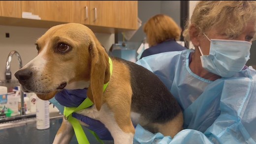 43 rescued beagles will be up for adoption at Helen Woodward Wednesday