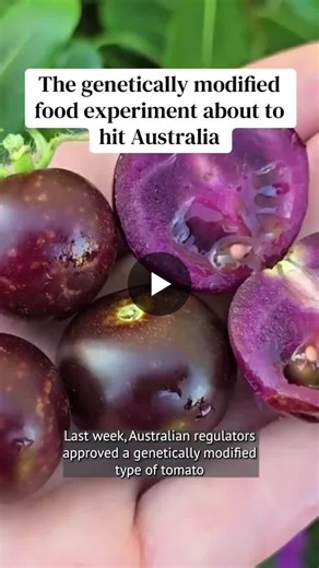 Australia Approves Genetically Modified Purple Tomatoes | Subhasis Karmakar posted on the topic | LinkedIn