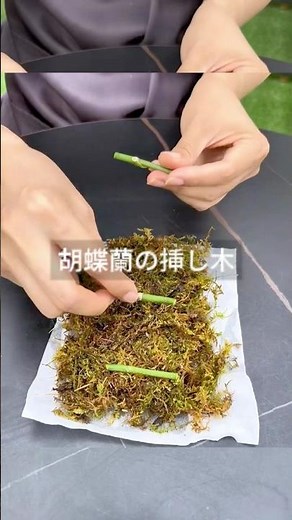 胡蝶蘭の開花が終わったら、花茎を切り取って挿し木に使います。 #花 #風景 #クンシラン