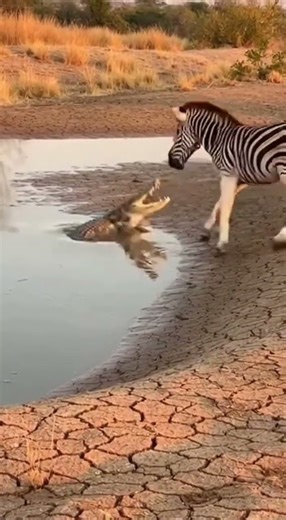 You won’t believe how close this zebra comes to becoming a crocodile’s next mea #zebra #wildanimals