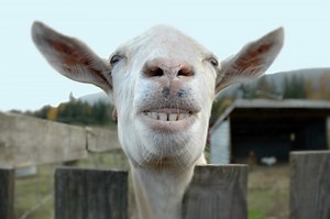 Spice Up Your Next Zoom Meeting by Inviting a Real Goat