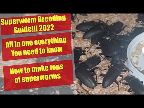 Superworm Breeding Guide - Superworm colony - How to breed Superworms - Superworm Farm!