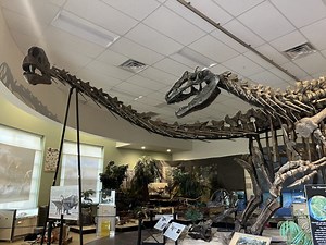 The Museum at Dinosaur Junction showcases 230 million years of Eagle County history