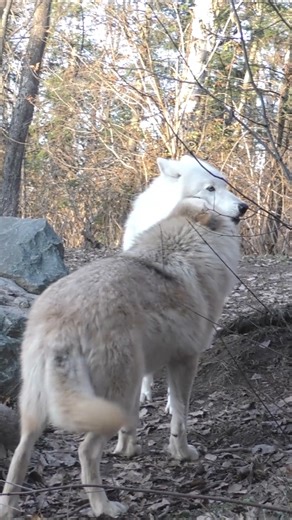 Food begging is a behavior often done by pups or young wolves. They will do this to stimulate the adult wolf to regurgitate for them. They will lick, nibble, pull or paw at an older or more dominant wolf's muzzle and lips. Watch this week's ethogram video to learn more about this behavior. Assistant Wolf Curator Abby Keller narrates the video. | International Wolf Center