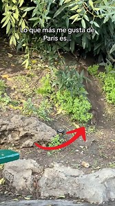 5.5M views · 89K reactions | Lo que más me gusta de París ❤️… #parís #vlog #ratatouille | Saúl Tijeras | Facebook