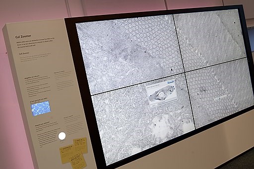 Zebrafish - Characteristics, Life Cycle, Development, Genome Research