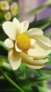 The Magical World of Tinkerbell