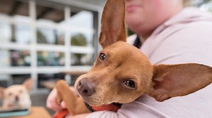 During pandemic, your new dog has missed out on socializing