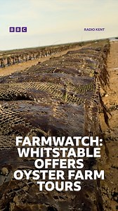 A Kent farm is offering people the opportunity to discover more about Whitstable's famous oysters that has been popular since Roman times. #BBCFarmwatch Tap to read more: https://bbc.in/45B7wcG | BBC Kent