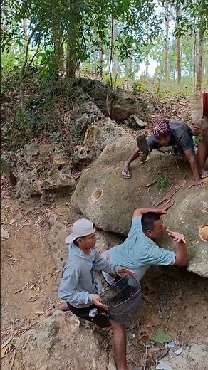 Breeding guinea pigs in rock holes #nature #shortvideo