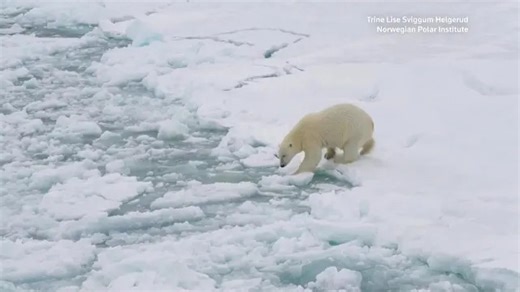 Why are Svalbard's polar bears getting fatter?