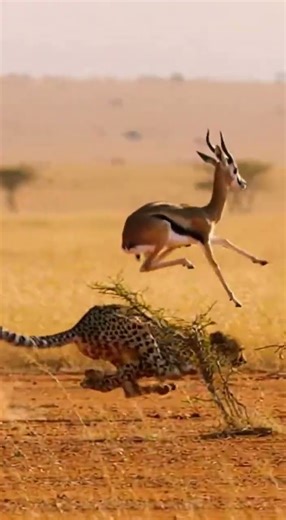 Epic Cheetah Fail: He had ONE job! 🤣 #nature #wildlife #animalfails #hadonejob #lol #viral
