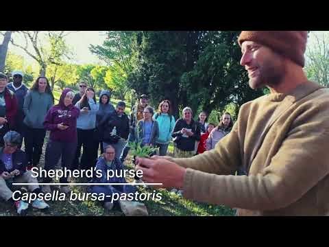 Foraging in the Midwest: Easy Edible Plants for Beginner Foragers