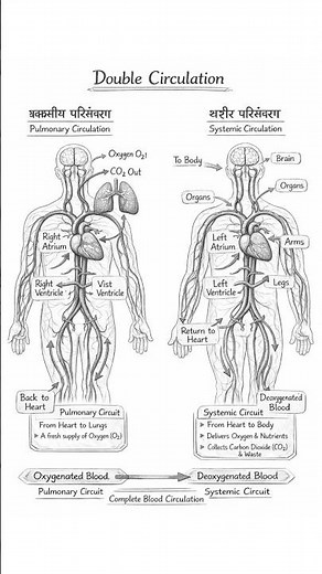 Double Circulation Explained 🫀 | Human Heart Blood Flow Animation