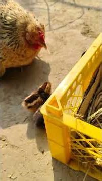 Cute Chicks Born from a Beautiful Color Hen