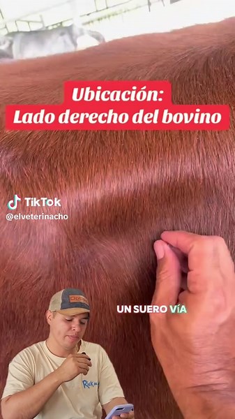 La administración intraperitoneal en bovinos implica introducir medicamentos o sustancias directamente en la cavidad peritoneal mediante una inyección. Este método se utiliza para tratamientos específicos, como infecciones abdominales o administración de soluciones isotónicas en casos de deshidratación severa. Requiere habilidades técnicas precisas para evitar complicaciones, como perforaciones de órganos internos, infecciones secundarias o reacciones adversas. Es crucial mantener condiciones de