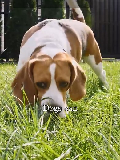 The Science Behind Dogs' Incredible Sense of Smell