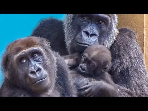 The Story of Genki from Kyoto Zoo