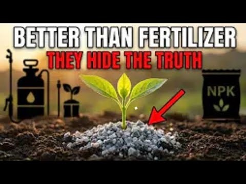The "Stone Powder" That Replaces Fertilizer - Why Big Ag Hates It