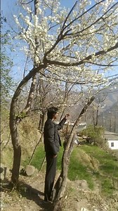 This is a plum tree. #naturelovers #youtube #subscribemychannel #tree #viralvideo