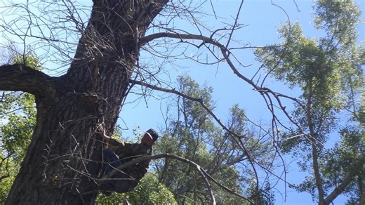 Прямая трансляция