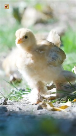 Fluffy Baby Chick Sounds | At The Ground In A Farmyard