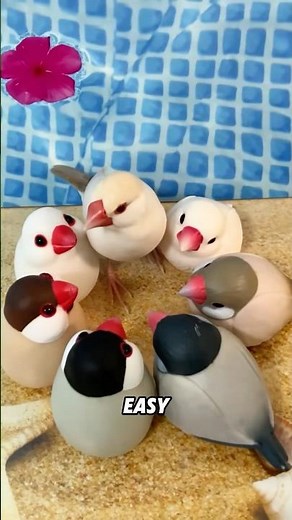 Beautiful Java sparrow. #animals #cute #birds #shortvideo