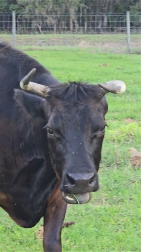 Cows Run to Yummy New Grass! #cow #farmlife #animals