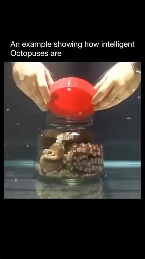 Explaining Creatures on Instagram: "An octopus doesn’t rely on strength alone—its real weapon is intelligence. Octopuses have highly developed nervous systems, with more neurons than many mammals, and over half of them are spread throughout their arms. They can solve puzzles, open jars, use tools, and even escape sealed tanks. When threatened, an octopus can instantly adapt—changing color, texture, and strategy in seconds to confuse predators. This intelligence sends a clear message: underestima