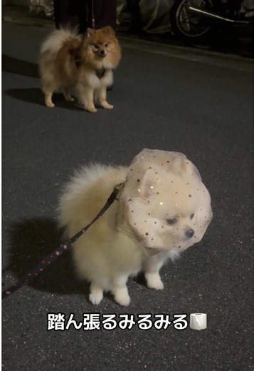 ポメラニアンの子犬が踏ん張る姿｜夜散歩に拾い食い防止ネットが必須な理由