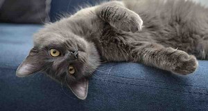 The Nebelung Cat May Disappear When Strangers Arrive