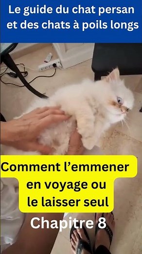 Guide d'entretien du chat persan et des chats à poils longs#chat #cat #gato#katze