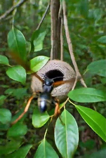 Hornet GoPro - World’s Smallest Camera 🤯