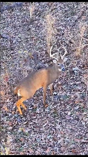Heart-Pounding Buck Hunt | Perfect Shot Moment#BuckHunting#viral #DeerHunting #BigBuck #HuntingLife