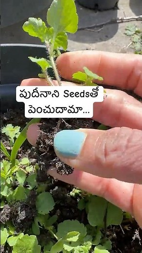 Growing Mint plants from Seeds #gardeningtips #growfromseed#viralshorts#ytshorts